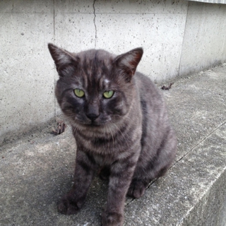 ボクを捨てた元飼い主に倍返しだ！
