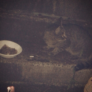 里親募集中