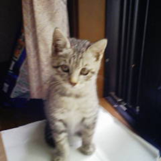 人慣れした子猫です