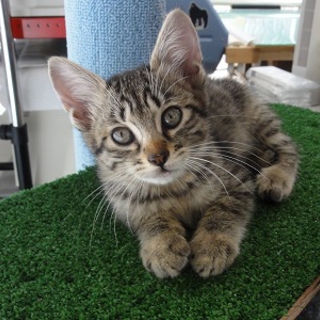 キジトラ子猫です