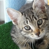キジトラ子猫です サムネイル2