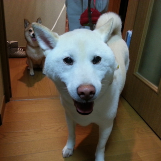 白い柴犬 ♂ゴンちゃん