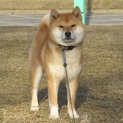 おとなしいオスの柴犬です。