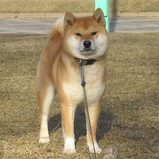 おとなしいオスの柴犬です。