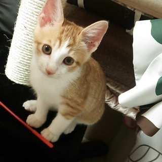 子猫の里親募集中！