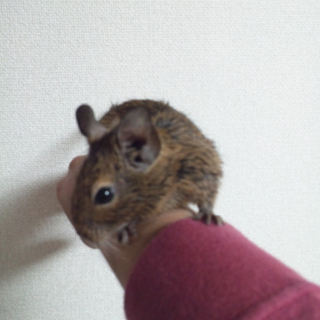デグー　子どもたち3匹