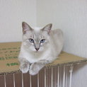 母親猫の家族募集お願いします。