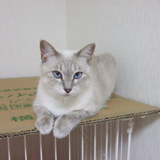 母親猫の家族募集お願いします。