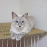 母親猫の家族募集お願いします。 サムネイル1