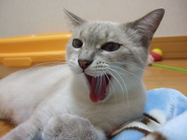 母親猫の家族募集お願いします。 サムネイル2