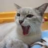 母親猫の家族募集お願いします。 サムネイル2