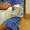 母親猫の家族募集お願いします。 サムネイル5