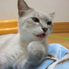 母親猫の家族募集お願いします。 サムネイル3