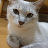 母親猫の家族募集お願いします。 サムネイル4