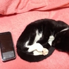 甘えん坊のタキシード子猫(推定2ヵ月) サムネイル2
