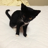 甘えん坊のタキシード子猫(推定2ヵ月) サムネイル3