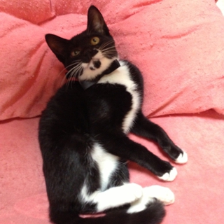 甘えん坊のタキシード子猫(推定2ヵ月)