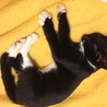 甘えん坊のタキシード子猫(推定2ヵ月) サムネイル4
