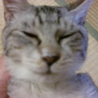 ふんわりグレーアメショー柄　子猫