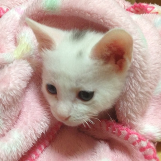 オッドアイのイケニャンです！