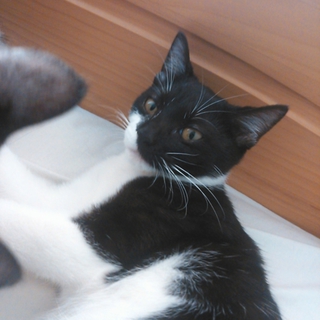 子猫　メス