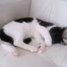 子猫　メス サムネイル2