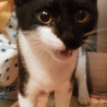 子猫　メス サムネイル4
