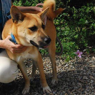 性格ハナマル飼い易い若い柴雑　アオ　くん