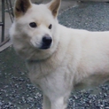 新しい家族に迎えて頂ける方探しています