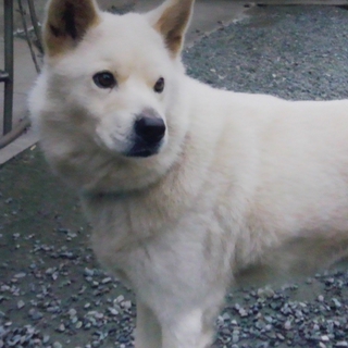 新しい家族に迎えて頂ける方探しています