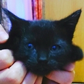 かわいい子猫ちゃん