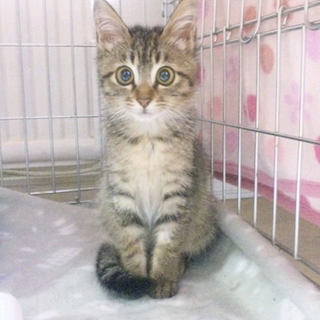 里親が決まりました。ありがとうございました！