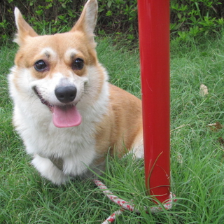 素敵な里親様に出会えました！！