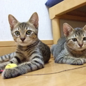 仔猫２匹家族募集お願いします。