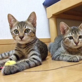 仔猫２匹家族募集お願いします。