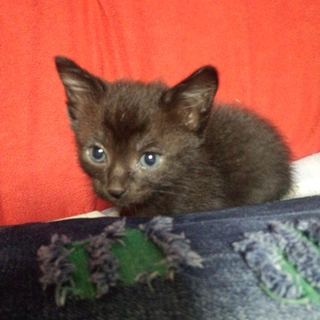 子猫を保護しています（生後1か月の生まれたて）