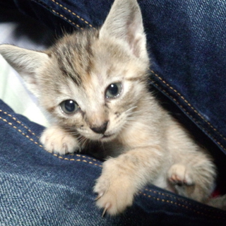 子猫を保護しています（生後1か月の生まれたて）