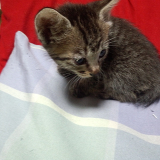 子猫を保護しています（生後1か月の生まれたて）