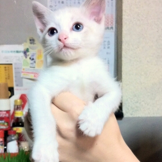 元気なシャム系男の子