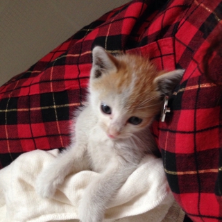 【大阪】子猫の里親さん募集です