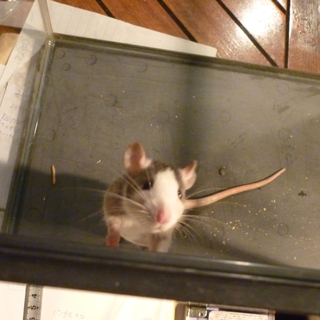 ラット子供の飼い主募集中３匹