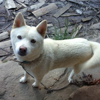 なつっこい元気くん