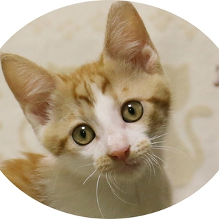 ◆茶白H25-38生後2カ月の子猫