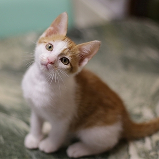 ◆茶白H25-39生後2カ月の子猫