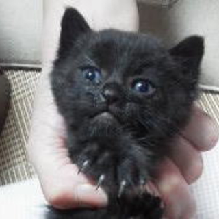 まめちゃん。黒の男の子。１ヶ月。