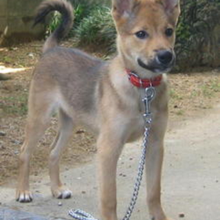 性格のよいヘレンくん幼犬