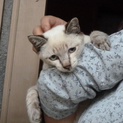 可愛い猫ちゃんの家族募集中！
