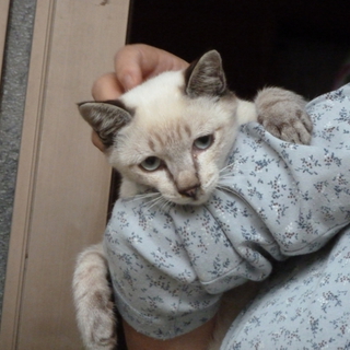 可愛い猫ちゃんの家族募集中！