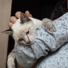 可愛い猫ちゃんの家族募集中！ サムネイル3