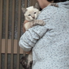 可愛い猫ちゃんの家族募集中！ サムネイル2